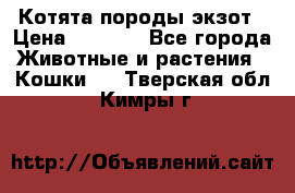 Котята породы экзот › Цена ­ 7 000 - Все города Животные и растения » Кошки   . Тверская обл.,Кимры г.